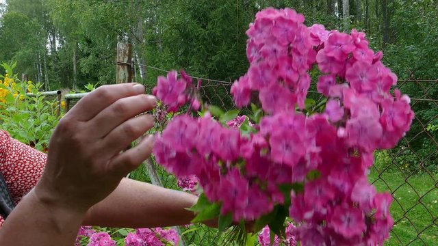 Woman hands picking Hydrangea macrophylla flower bouquet in garden