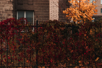 red leaves on the fence