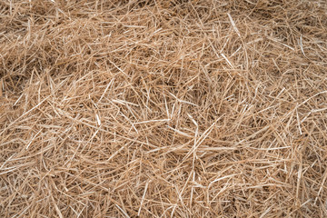 Hay or straw grass after harvest at country farm field