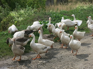 geese walk in summer