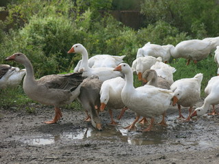 geese walk in summer
