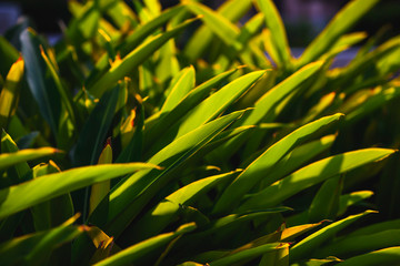 Tel aviv nature beautifully sunlit green plants in the park  