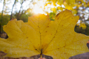 Yellow autumn leaf and the glare of the sun