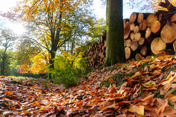 Obraz premium Autumn sunlight and leaves with a log pile