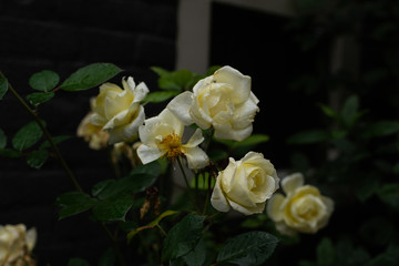 Tea white roses on a stone background, roses in the garden, roses in the street (horizontally, close up, dark)