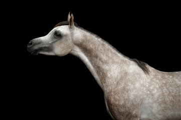 Fototapeta na wymiar grey arabian young stallion portrait isolated on black background