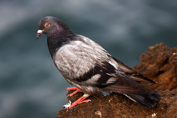 DOVE ON ROCKS AT THE EDGE OF THE SEA