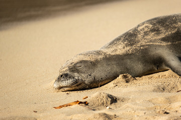 Monk Seal