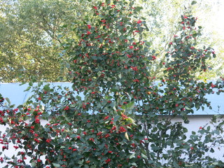 red hawthorn bushes in the garden