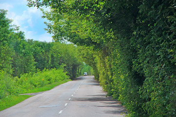 Obraz premium Asphalt road and green roadsides with bushes. Empty highway