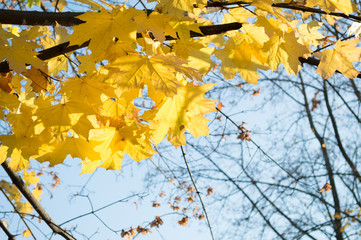 Bright yellow maple leaves  in the sunlight, against the blue sky