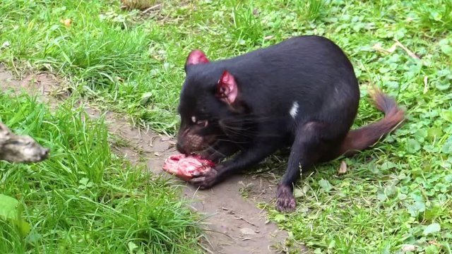closeup of a tasmanian devil eating meat, Endangered animal specie from Tasmania in Australia