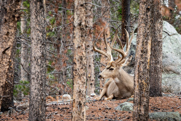 mule deer in the forest