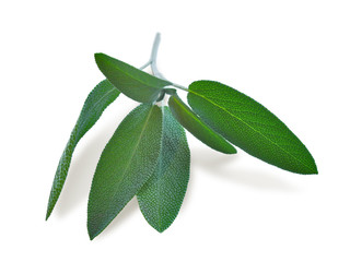 Sprig of fresh sage (Salvia) closeup isolated on white background. Plants for medicinal use.  