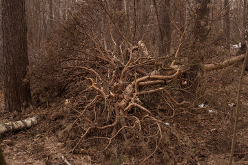 Fallen trees in the forest after a strong wind, hurricane