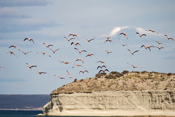 Flamingos flying over the coast in patagonia