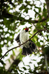 Red Capped Cardinal