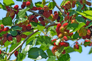Black mulberry tree covered with fruits