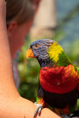 parrot on shoulder