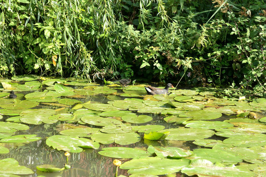 Water hens and chicks running on water lillies in the swamps. Summer, august in the Audomaroi's swamps, Nieurlet in France.