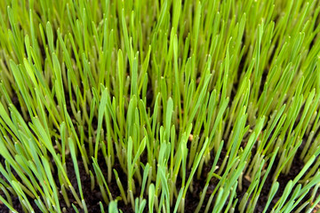 Wheat Grass