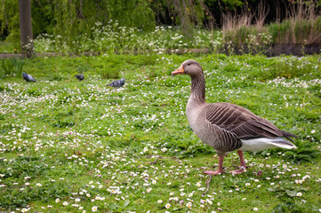 London, UK. Birds wildlife in Regent's Park in city centre. 