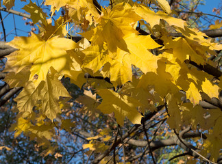 Bright yellow maple leaves  in the sunlight, against the blue sky