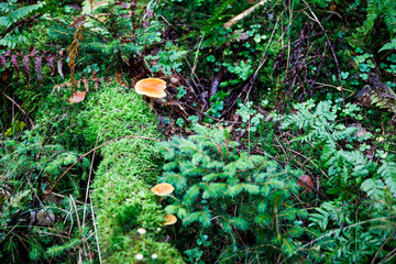 Plize Wald