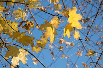 Bright yellow maple leaves  in the sunlight, against the blue sky