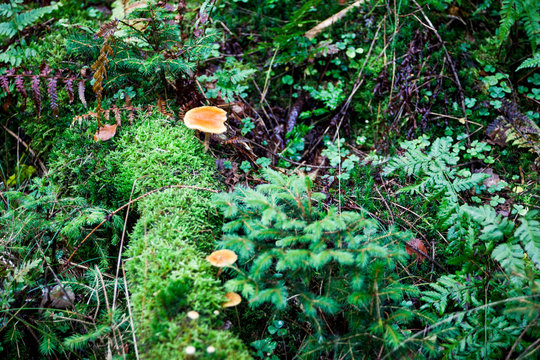 Plize Wald