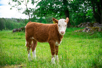 A small little brown calf with white head stands alone in a field without a mother. Breeding calves...