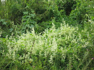 blooms fragrant hops