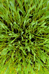 Top view of wheat grass growing.