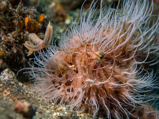 A hairy frogfish using a lure to attract prey