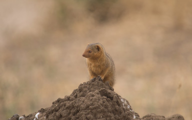 Naklejka na ściany i meble Mongoose on Termite Mound