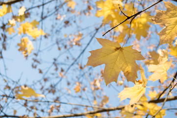 Bright yellow maple leaves  in the sunlight, against the blue sky