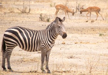 Fototapeta na wymiar Zebra and Horn Locked Impalas