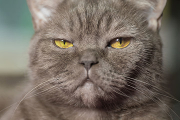 Suspicious cat face with narrowed eyes