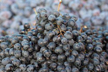 A pile of fresh black grapes - vitis. Grape texture or background for a project. A kitchen decor. The background of plum berries