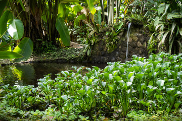 Beautiful pond surrounded by a lot of vegetation in a humid forest