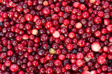A pile of red cranberries. A healthy food pattern or background for a project. A kitchen decor.