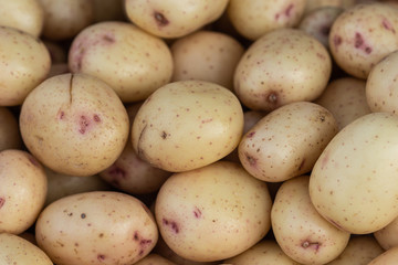 A pile of young potatoes - Solanum tuberosum - on display for sale. The essential source of starches or carbohydrates.