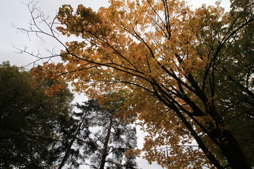 tree in autumn