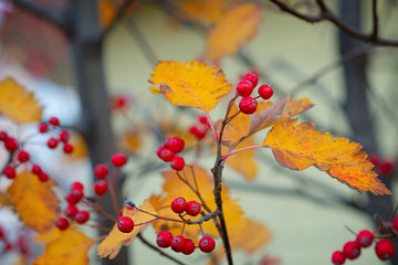 A hawthorn - Crataegus - shrubs in late autumn. Red berries, yellow leaves, brown twigs and branches. Colors of the fall season. Thanksgiving theme decor or background.