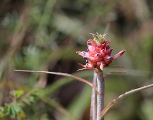 ornamental pineapple in the garden