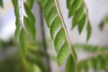 green leaves of tree