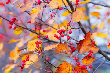 A hawthorn - Crataegus - shrubs in late autumn. Red berries, yellow leaves, brown twigs and branches. Colors of the fall season. Thanksgiving theme decor or background.