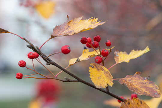 A hawthorn - Crataegus - shrubs in late autumn. Red berries, yellow leaves, brown twigs and branches. Colors of the fall season. Thanksgiving theme decor or background.