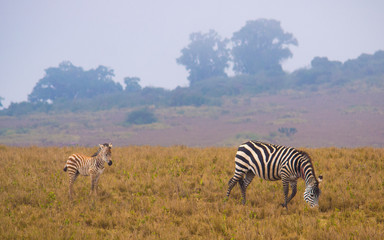 Fototapeta na wymiar Zebras on the Planes