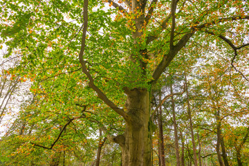 Autumn foliage in sunlight at fall